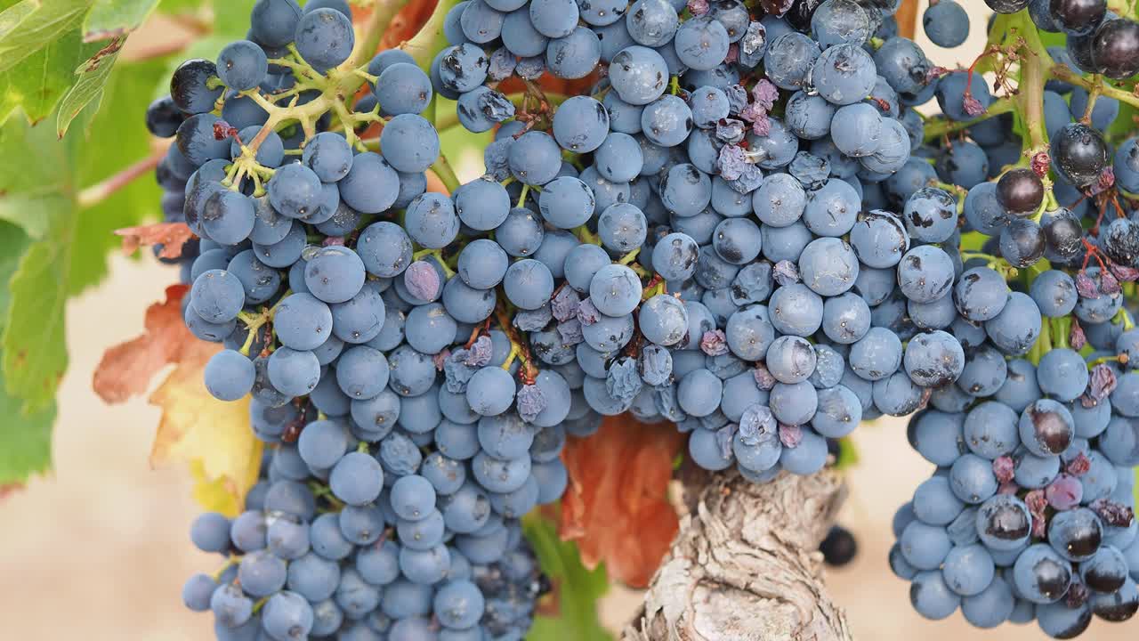 Growing black blue grapes in a vineyard in central Spain