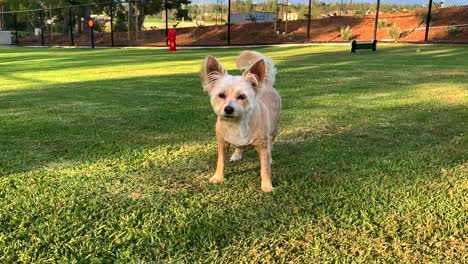 4k 60p, un lindo perro corre hacia la cámara, se detiene y mira a su alrededor