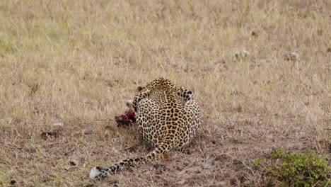 Eine-Enthüllungsaufnahme-Eines-Leoparden-In-Freier-Wildbahn,-Der-Ein-Tier-In-Einer-Trockenen-Landschaft-Verzehrt