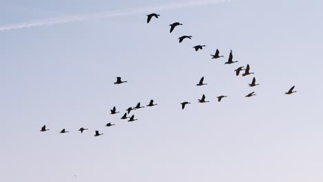 Eine-Herde-Von-Gänsen,-Die-Am-Frühen-Morgen-In-Formation-In-Einem-Blauen-Himmel-Fliegen