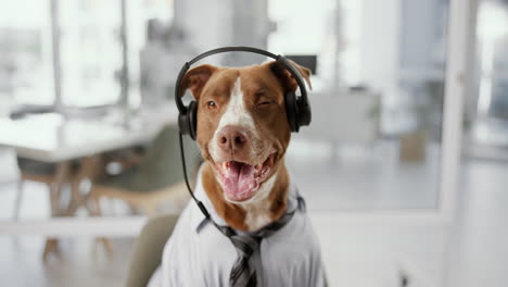 dog wearing headphones and business attire