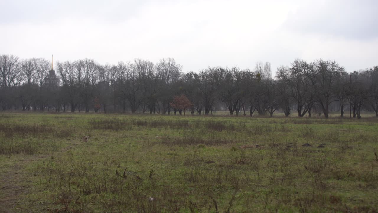 мрачный осенний парк в пасмурную холодную погоду, мрачные краски осени. лес на пути к морозу