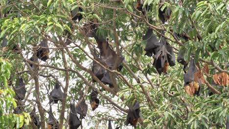 los zorros voladores de lyle cuelgan de una rama de árbol.