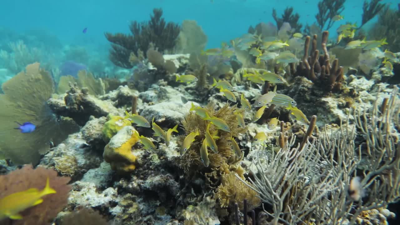 gruñido francés coloridos peces amarillos en los arrecifes de coral en el océano azul caribeño