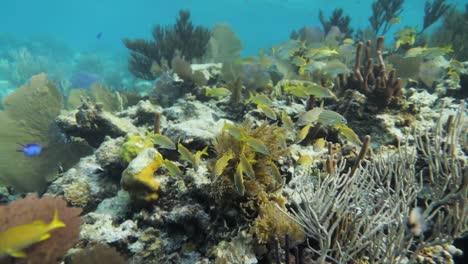 Gruñido-Francés-Coloridos-Peces-Amarillos-En-Los-Arrecifes-De-Coral-En-El-Océano-Azul-Caribeño