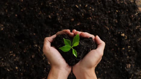 close up of black dirt mud with a tree sprout in farmer's hands in the garden. love nature and ground