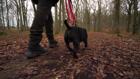medium following shot of man's legs walking through forest in winter with his pet dog running on a leash