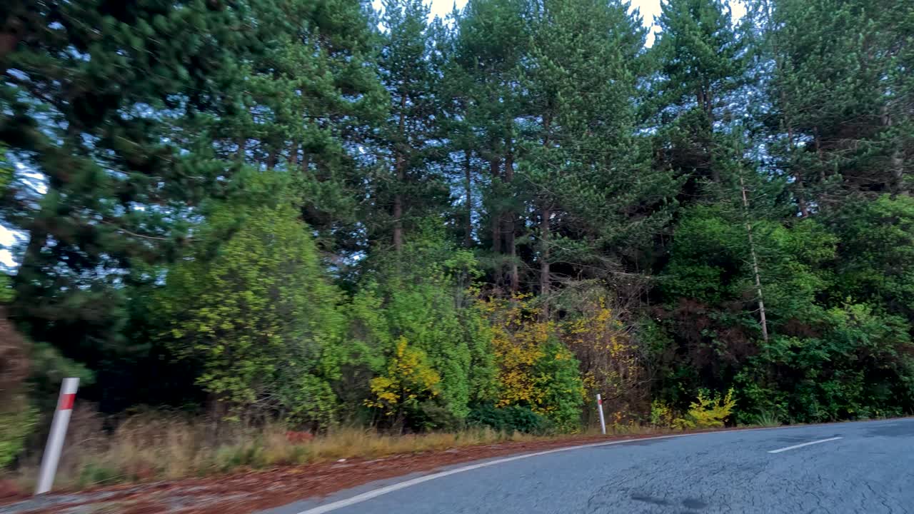 Vehicle drives along winding forest road, daylight, steady forward camera, lush greenery, tranquil atmosphere
