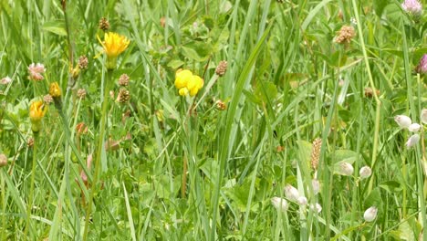 A-slow-pan-over-an-alpine-meadow-with-many-plants-and-herbs-wich-is-lit-by-the-sun