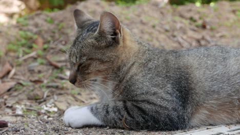 closeup of a domestic cat looking around while lies in the shade. summer. italy