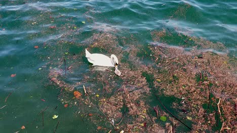 Elegante-Cisne-Blanco-Flotando-Suavemente-En-Las-Aguas-Sucias-Del-Lago