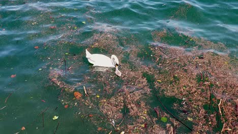 elegante cisne blanco flotando suavemente en las aguas sucias del lago