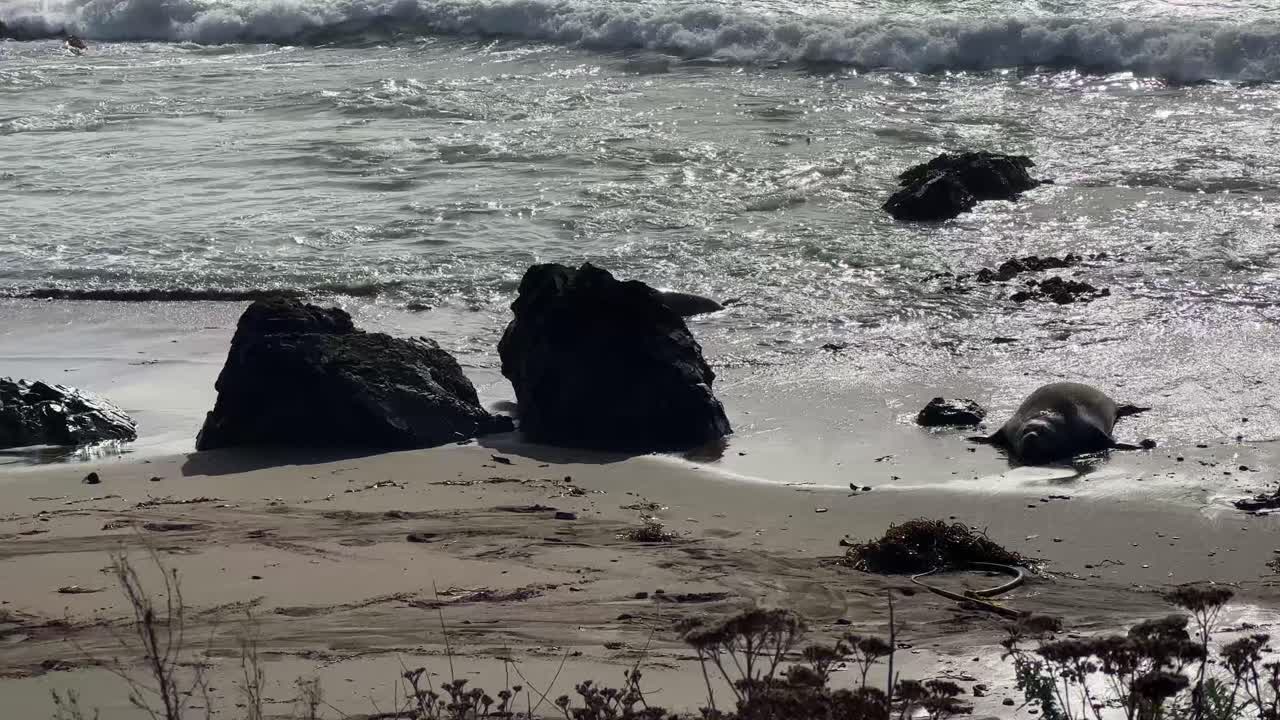 Handheld telephoto panning shot of elephant seals resting in the shallow tides on the beach in San Simeon, California. 4K
