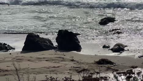 handheld telephoto panning shot of elephant seals resting in the shallow tides on the beach in san simeon, california. 4k