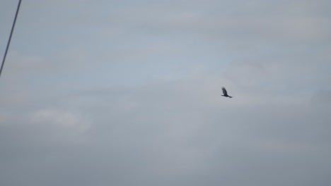 bird in flight against a cloudy sky