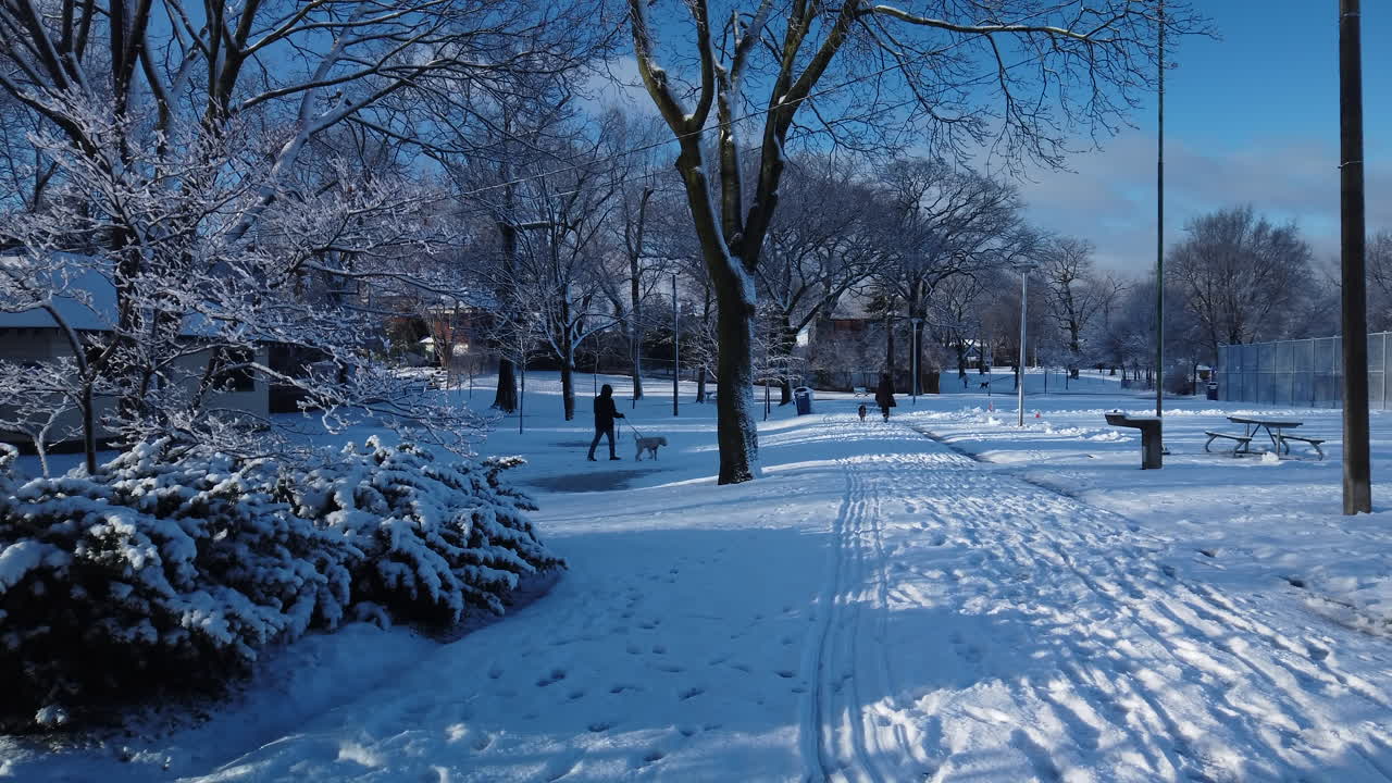 공원에 신선한 눈이 내리고 개를 산책시키는 아름다운 겨울 아침