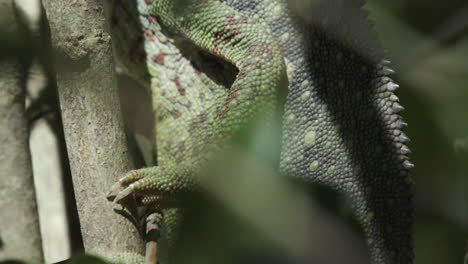 close-up of chameleon foot which has two toes in front and three in the back and sharp claws to improve its ability to climb