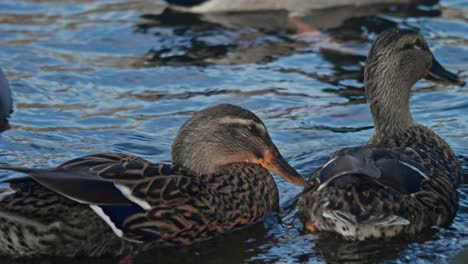 group of ducks float together on a gentle canal