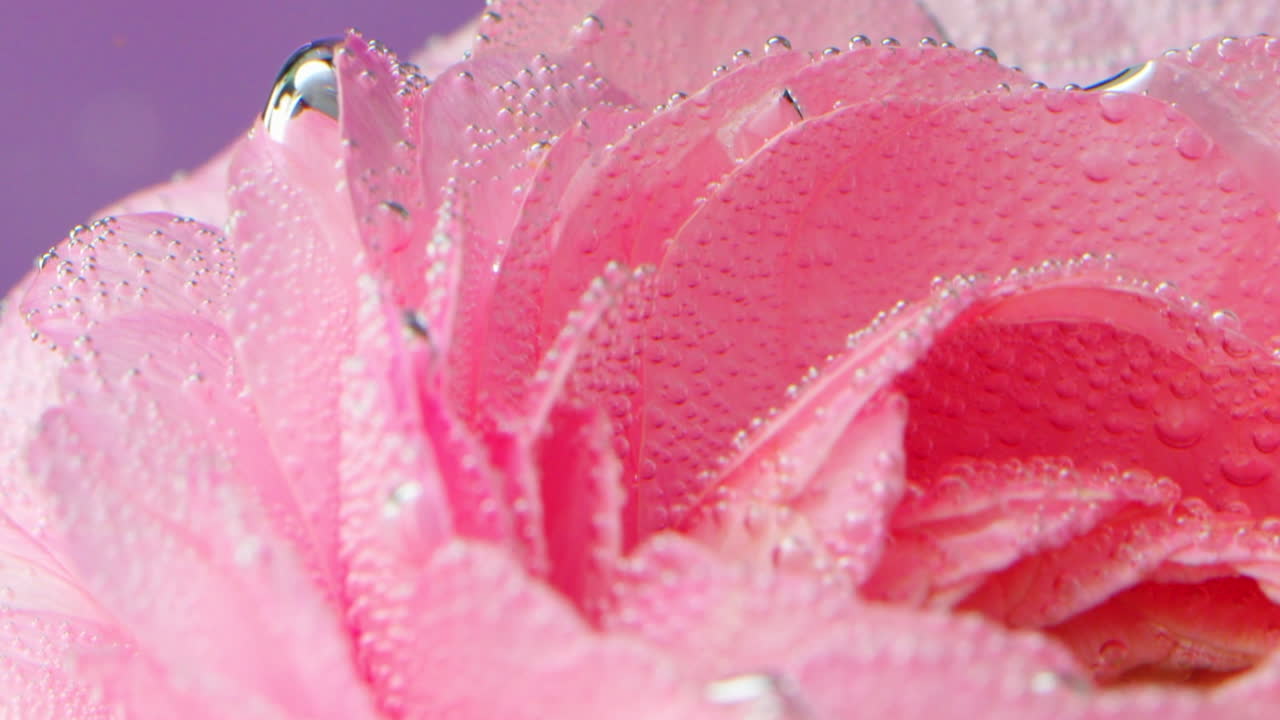 물방울과 거품이 있는 분홍색 장미 잎자루