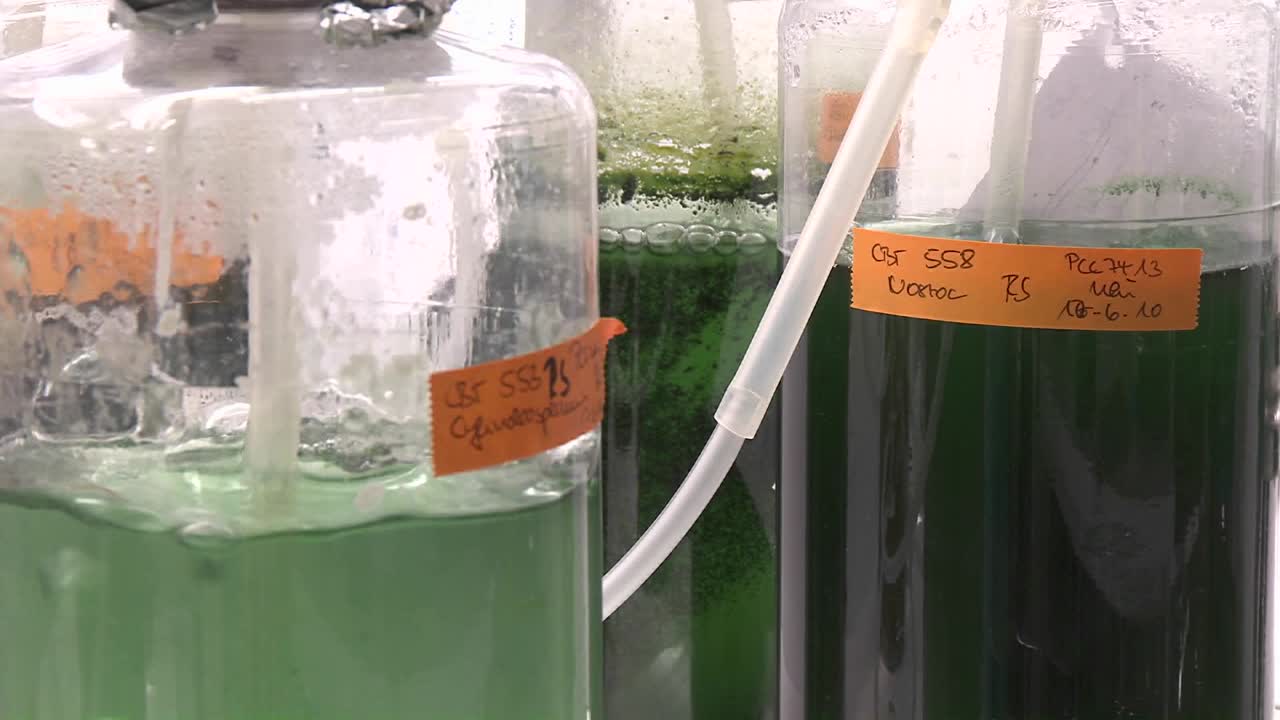 tres matraces que contienen algas que se ventilan en condiciones de iluminación de laboratorio cultivos de cianobacterias alimentados con dióxido de carbono