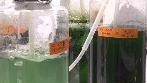 tres matraces que contienen algas que se ventilan en condiciones de iluminación de laboratorio cultivos de cianobacterias alimentados con dióxido de carbono
