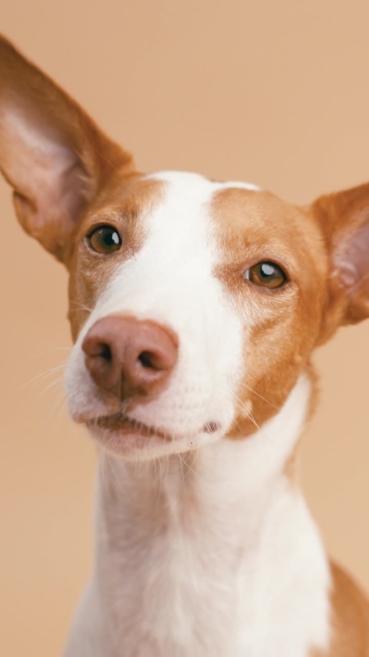 Close-up portrait of an Ibizan Hound