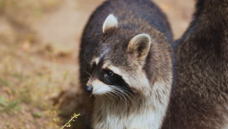 Guadeloupe-Raccoon-Face-Waiting-Food-in-Farm---close-up-in-slow-motion