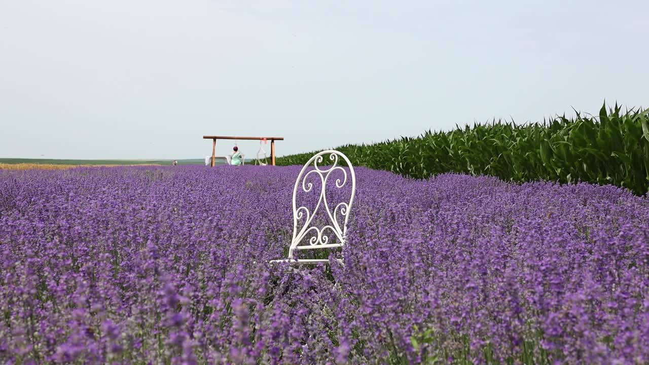 silla blanca para tomar fotografías en medio de una hermosa flor de lavanda
