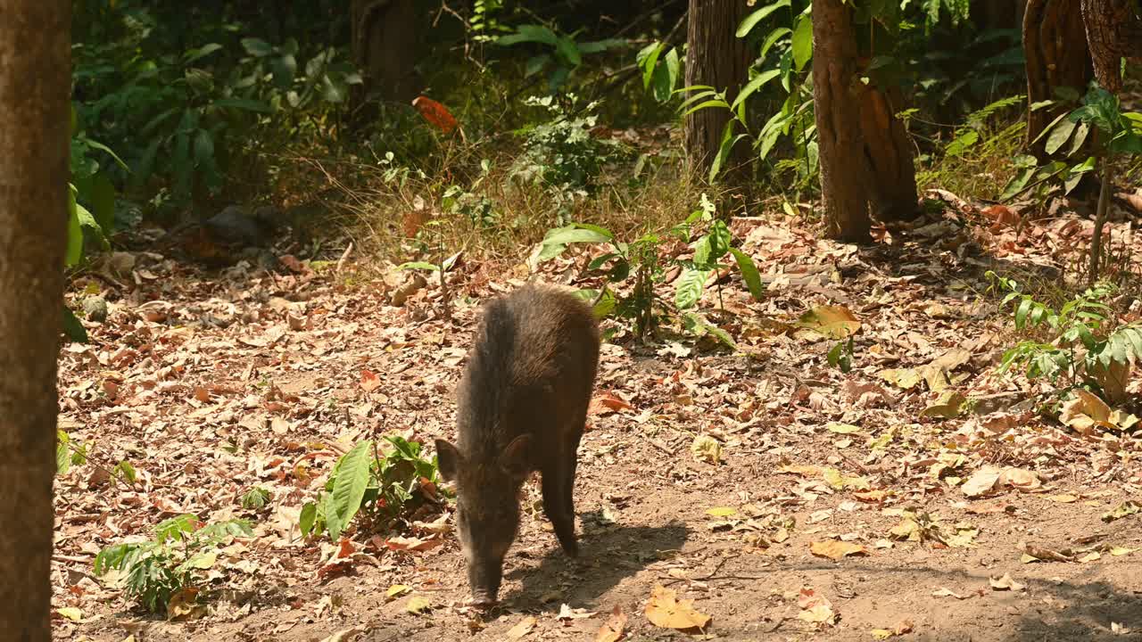 Cinghiale, Sus Scrofa, filmato 4K, Santuario della fauna selvatica di Huai Kha Kaeng, Thailandia
