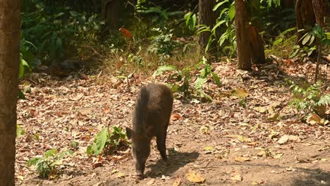 Wild-Boar,-Sus-Scrofa,-4K-footage,-Huai-Kha-Kaeng-Wildlife-Sanctuary,-Thailand