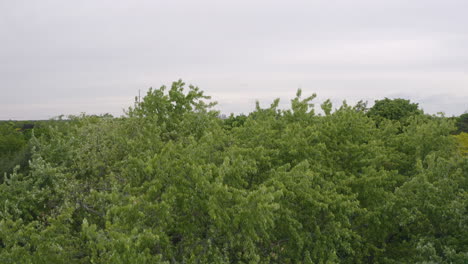 aerial view rising up past tree in suburbs to reveal city with tall buildings in the foggy distance