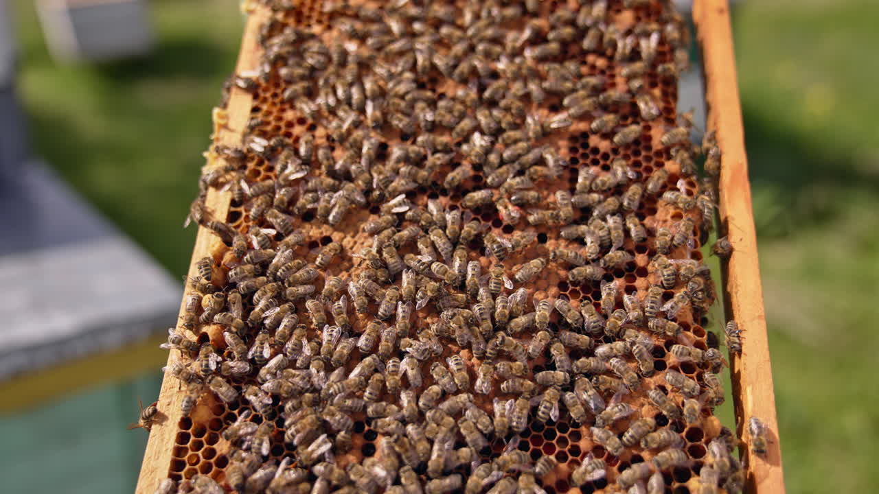 Brown honey frame covered with bees from both sides. Apiarist turns the frame in hands. Close up. Blurred backdrop.