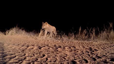 a low angle clip of a pride of lions, silent and stealthy moving over the road at night