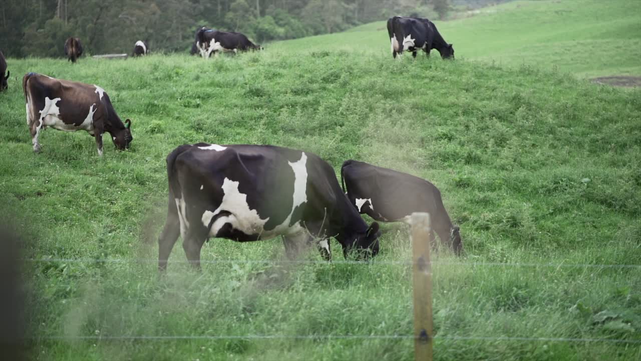 vacas pastando en un pasto verde