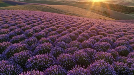 cgi aerial drone footage of lavender fields in full bloom in provence, france, showcasing breathtaking 4k scenic views of the vibrant purple landscape.