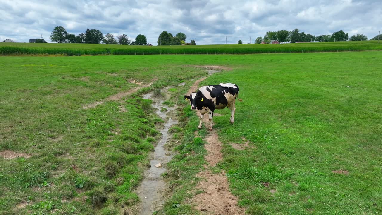 Aerial shot of Holstein cow in pasture with small waterway. Establishing shot of runoff and animal pollution in rural USA.