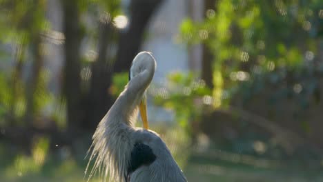gran garza azul iluminada por la luz del sol cuidándose a sí misma