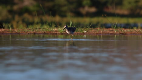 Ein-Blick-Von-Einem-Versunkenen-Fotografischen-Lagunenversteck-Im-Privaten-Wildreservat-Zimanga-An-Einem-Sommertag,-An-Dem-Vögel-Wie-Dieser-Flussuferläufer-Fressen-Und-Trinken