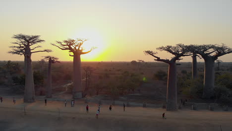 aerial: sunset at the avenue of the baobabs in madagascar