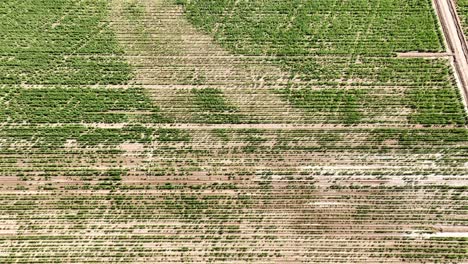 Aerial-shot-of-a-drone-flying-over-fields-presenting-a-zenithal-shot-of-the-crops