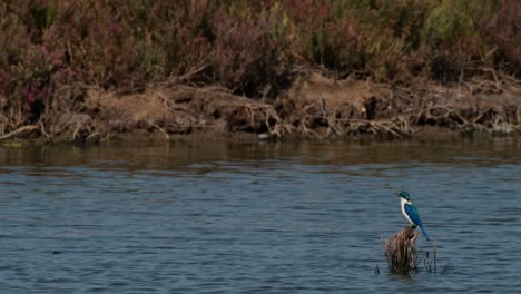 Looking-towards-the-muddy-bank-for-crabs-to-eat,-collared-kingfisher-Todiramphus-chloris,-Thailand