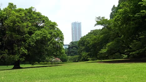 Zoom-in-the-view-of-the-skyscraper-with-tree