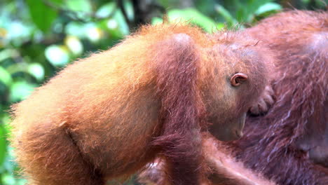 un joven orangután come en una estación de alimentación en borneo