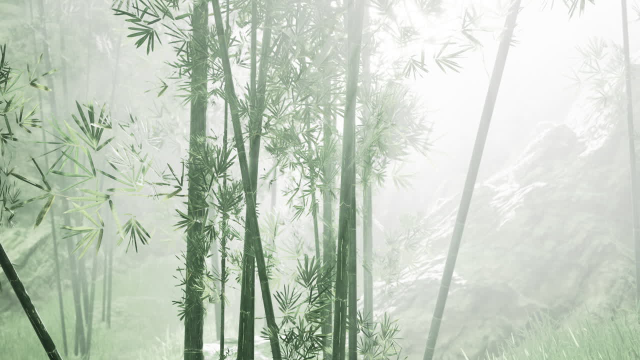 bosque de bambú brumoso brillando en la luz de la mañana cerca de acantilados rocosos