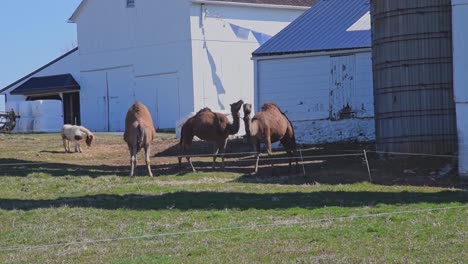 herd of camels grazing on an amish farm in pennsylvania with a miniature pony on a sunny spring day