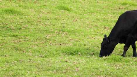 una vaca negra pastando en el césped verde.