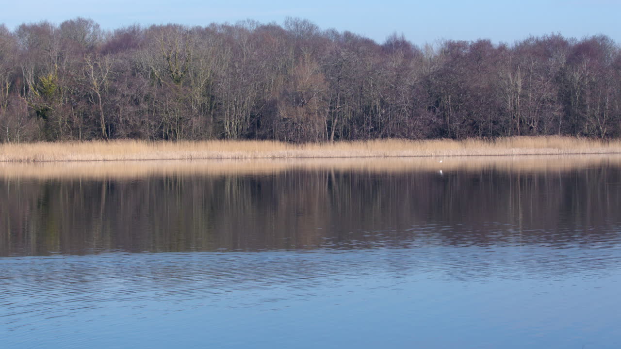 Wide shot of Ormesby little broad with white and common turns flying around.