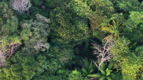 top down of a camp hidden under the tree tops