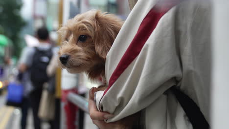 girl holding a brown little dog standing on the side of the road waiting bus