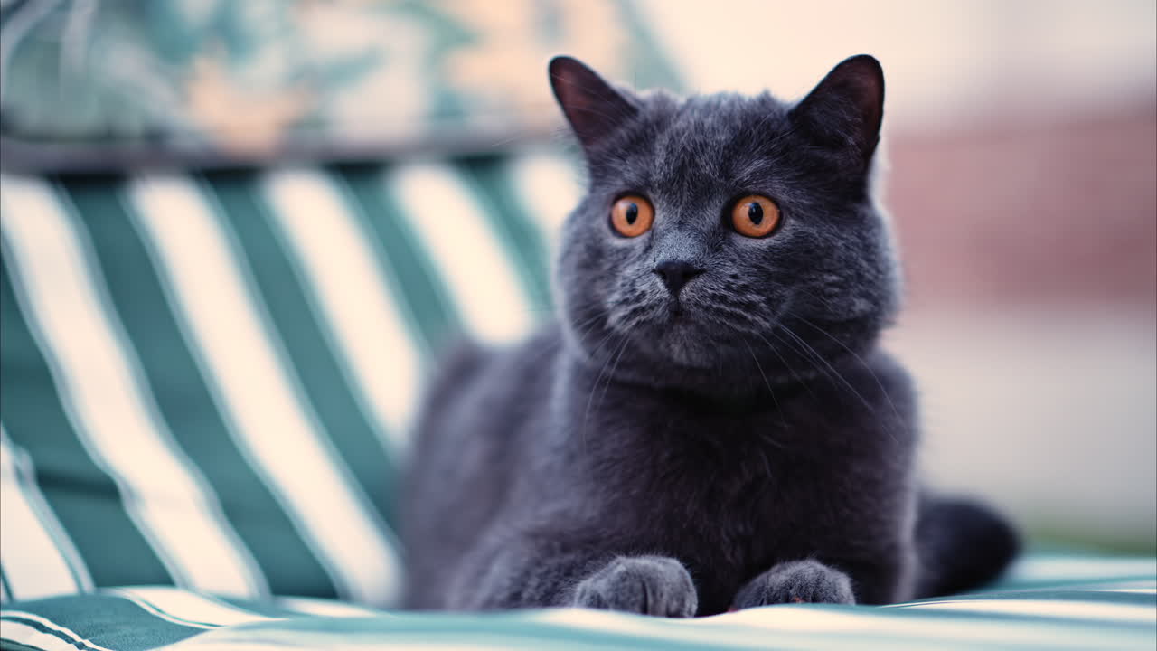 British Shorthair cat with orange eyes lying on a striped patio chair, looking around